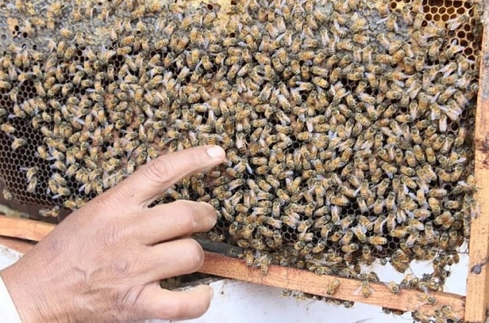 How To Find The Queen Bee