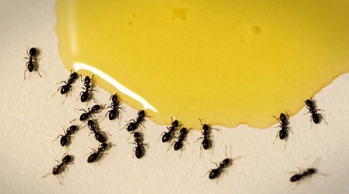 How To Keep Ants Away From Honey