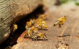 How To Protect Honey Bees From Hornets