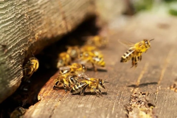 How To Protect Honey Bees From Hornets