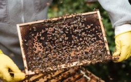 How To Start Beekeeping Beginners