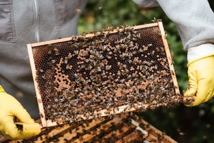 How To Start Beekeeping Beginners