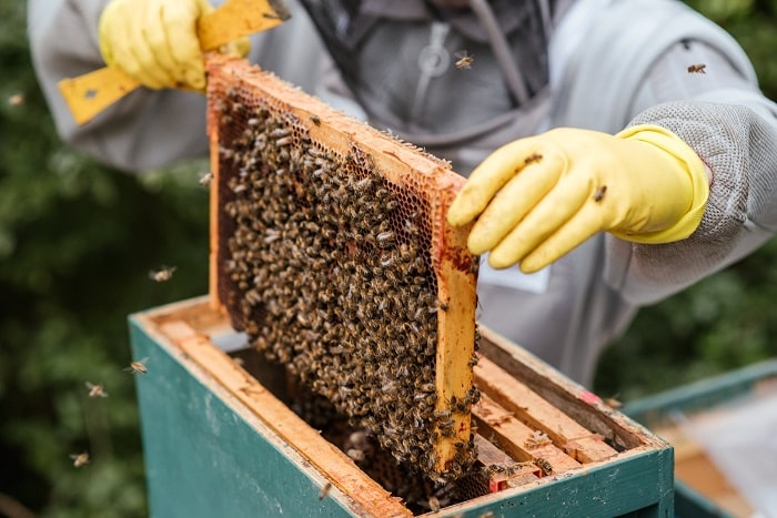 How To Start Beekeeping Beginners