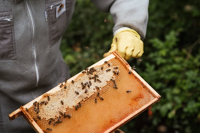 How To Start Beekeeping Beginners