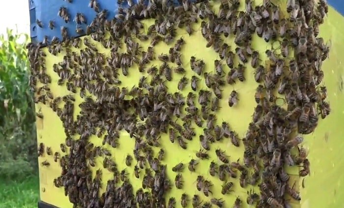 How To Stop Bees From Swarming