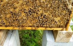 How To Stop Bees From Swarming