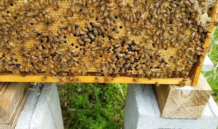 How To Stop Bees From Swarming Everything You Should Know