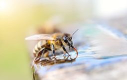 How to Attract Bees With Sugar Water
