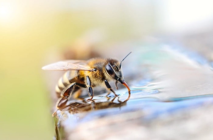 How to Attract Bees With Sugar Water