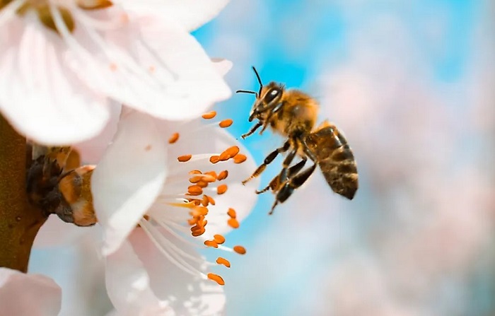 how long do queen bees typically live