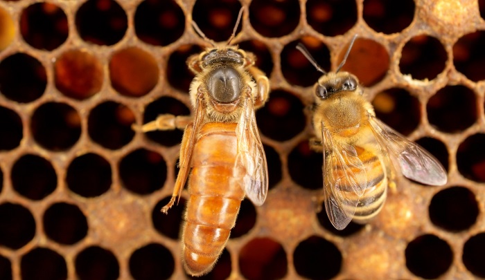 how long do queen bees typically live