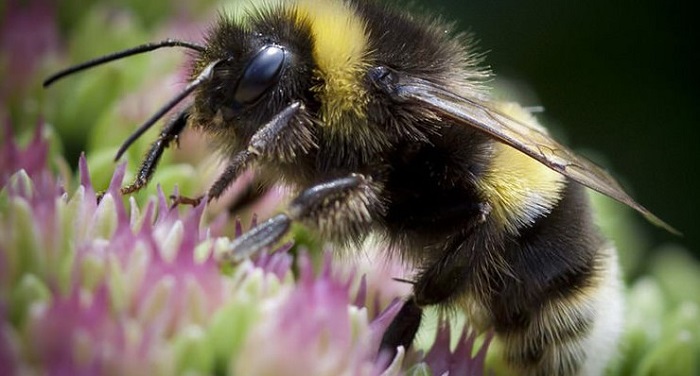 how long do queen bees typically live