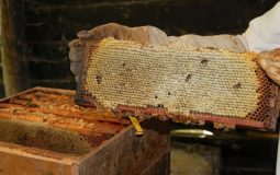 how to harvest honey at home
