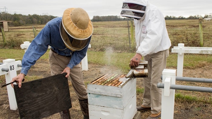 How To Raise Bees For Honey