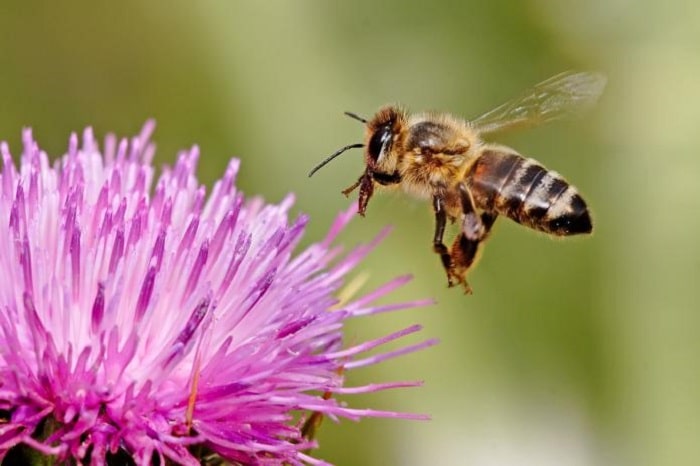 How To Raise Bees For Honey