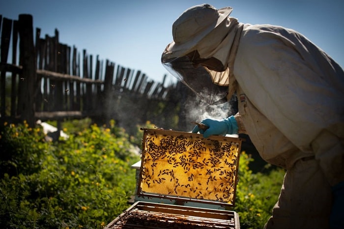 How To Raise Bees For Honey