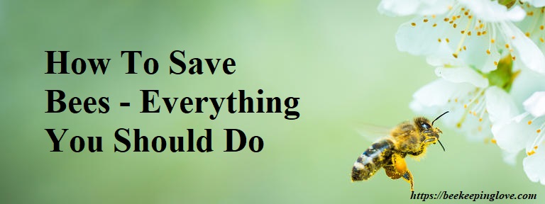 How To Save Bees