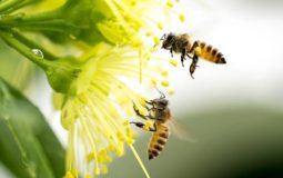 Plant trees for bees