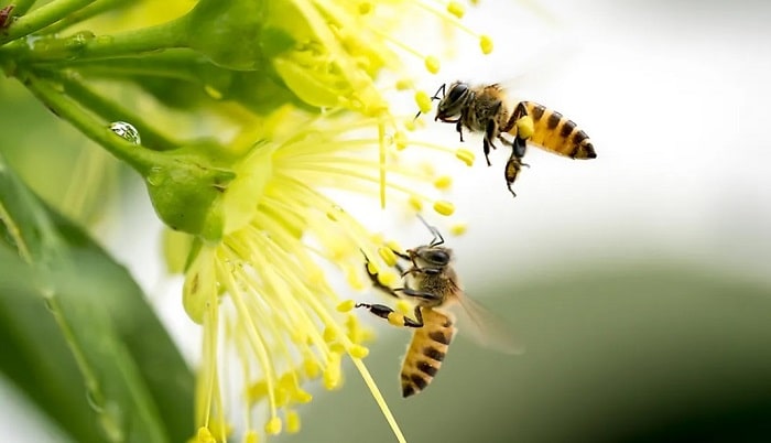 Plant trees for bees