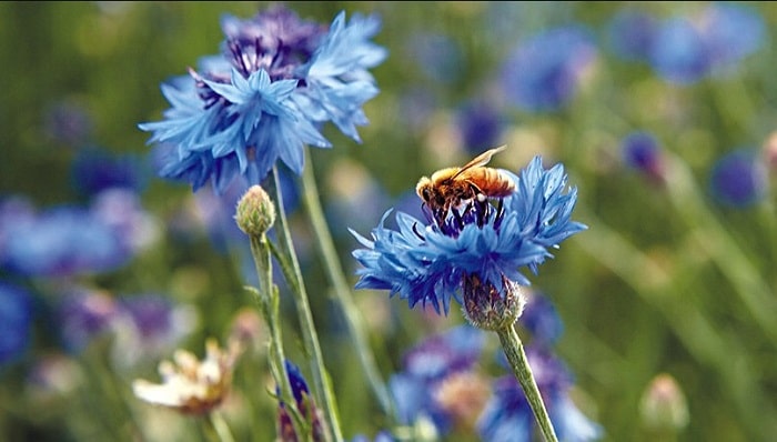 The Best Flowers For Bees