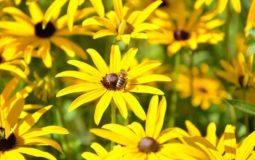 The Best Flowers For Bees