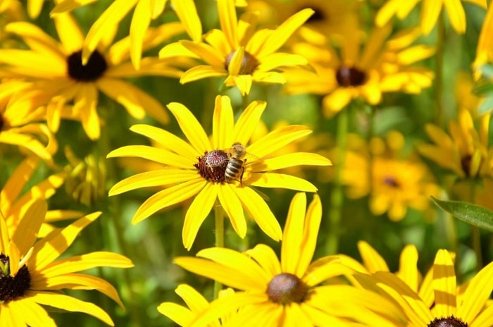 The Best Flowers For Bees