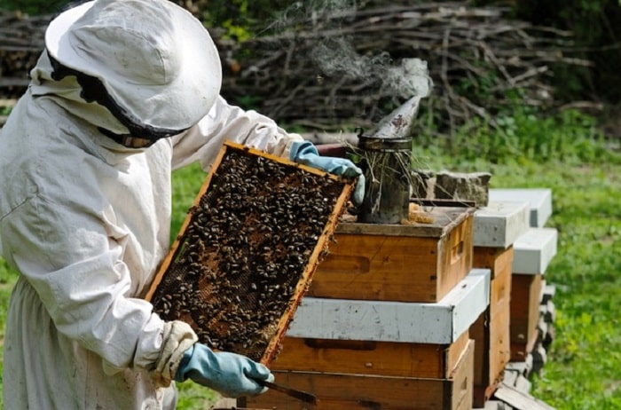 What Is A Bee Farming Called