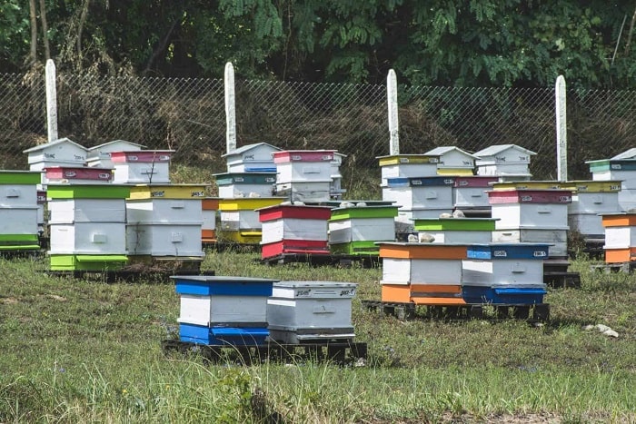 What Is A Bee Farming Called