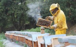 What Is A Bee Farming Called