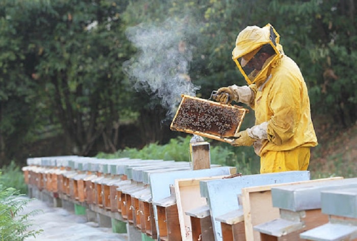 what-is-a-bee-farming-called-things-you-may-not-know