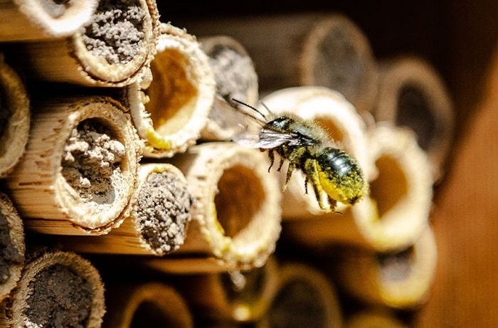 Where Can You Buy Mason Bees