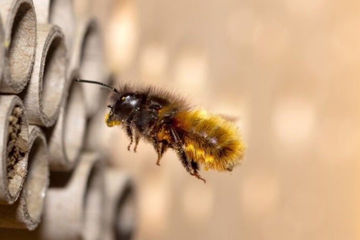 Where Can You Buy Mason Bees