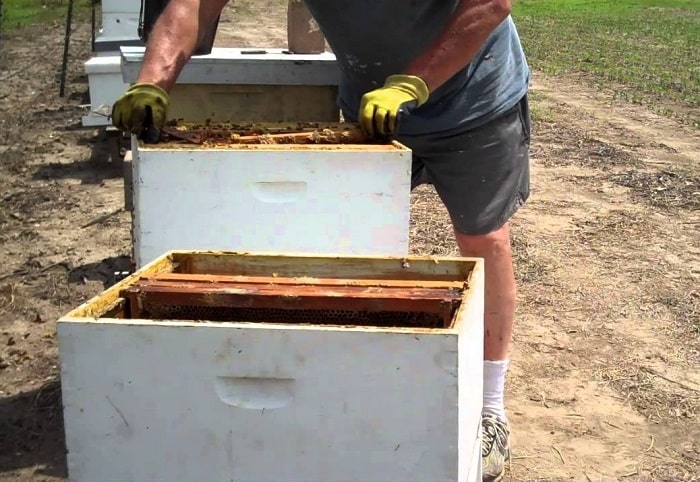 How to split a beehive