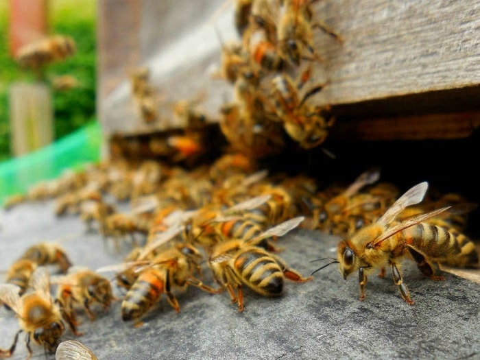 Beehive In A Jar