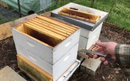 Clean And Reuse A Dead Beehive