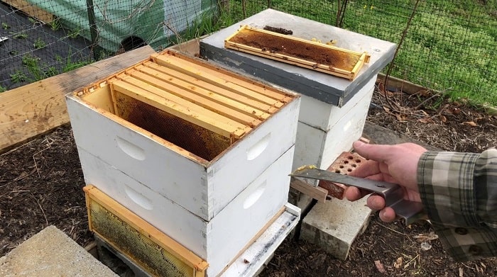 Clean And Reuse A Dead Beehive