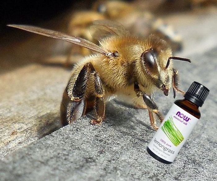 Essential Oils For Bees - Role in the health of bees?