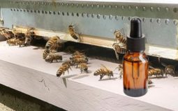 Essential Oils For Bees - Role in the health of bees?