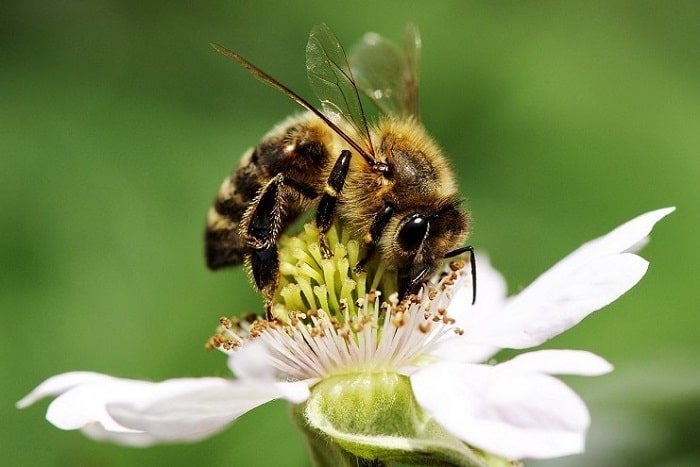 Essential Oils For Bees - Role in the health of bees?