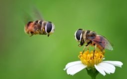 How Bees Work