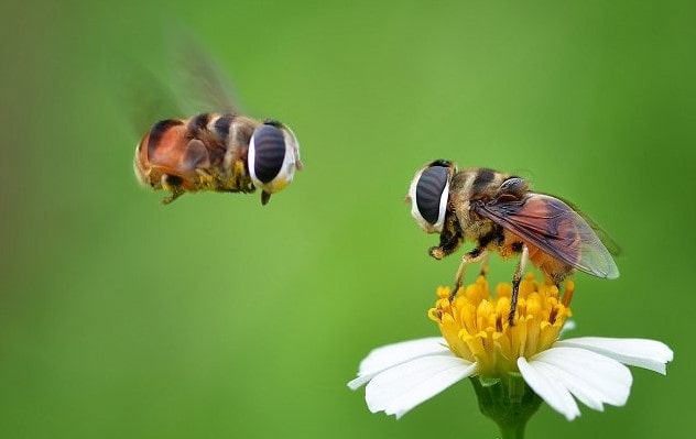 How Bees Work