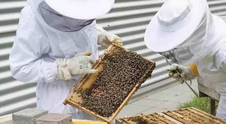 How To Get Started In The Honey Business
