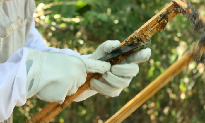 How To You Get Rid Of Wax Moths In Your Beehive