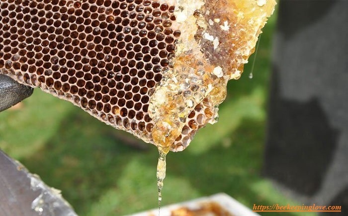 How to Harvest Royal Jelly From Bees