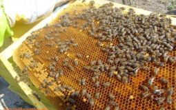 How to Harvest Royal Jelly From Bees