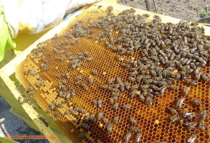 How to Harvest Royal Jelly From Bees