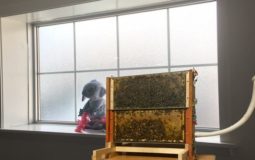 Indoor Beekeeping