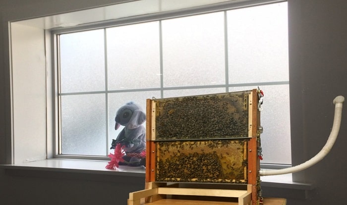 Indoor Beekeeping