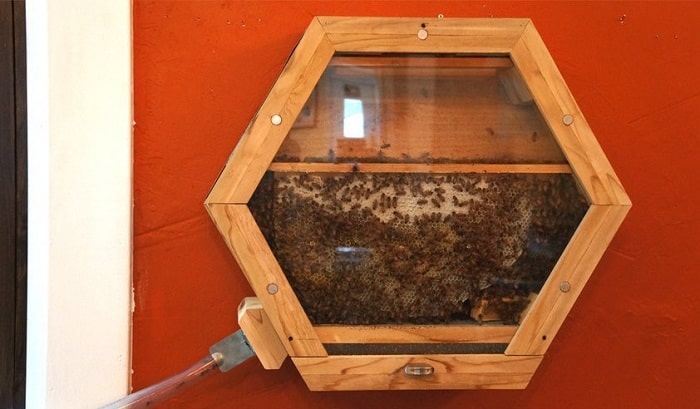 Indoor Beekeeping