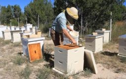 Terramycin Powder for the Control of Foulbrood in Honey Bees